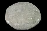 Keokuk Calcite Geode - Missouri #144707-1